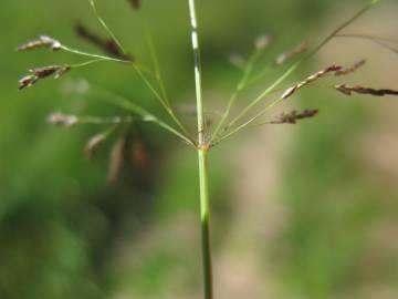 Fotografia da espécie Eragrostis pilosa