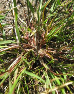 Fotografia 11 da espécie Eragrostis pilosa no Jardim Botânico UTAD