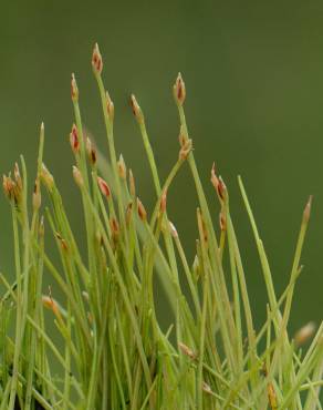 Fotografia 1 da espécie Eleocharis parvula no Jardim Botânico UTAD