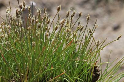 Fotografia da espécie Eleocharis parvula