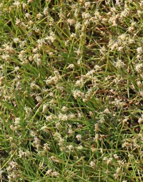 Fotografia 4 da espécie Eleocharis parvula no Jardim Botânico UTAD