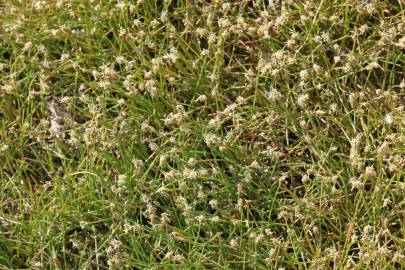 Fotografia da espécie Eleocharis parvula