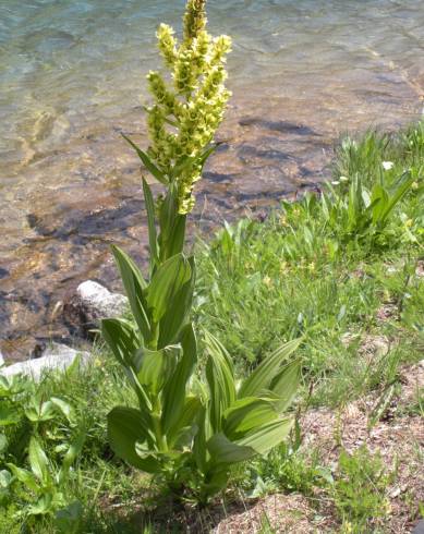 Fotografia de capa Veratrum album - do Jardim Botânico