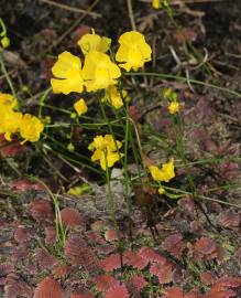 Fotografia da espécie Utricularia australis