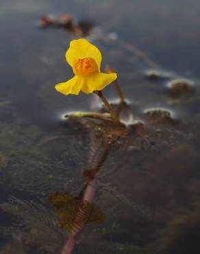 Fotografia 1 da espécie Utricularia australis no Jardim Botânico UTAD