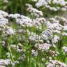 Fotografia 3 da espécie Valeriana dioica do Jardim Botânico UTAD