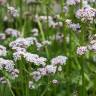 Fotografia 4 da espécie Valeriana dioica do Jardim Botânico UTAD