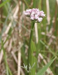 Valeriana dioica