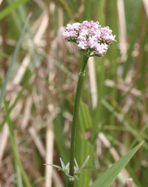 Fotografia 1 da espécie Valeriana dioica no Jardim Botânico UTAD