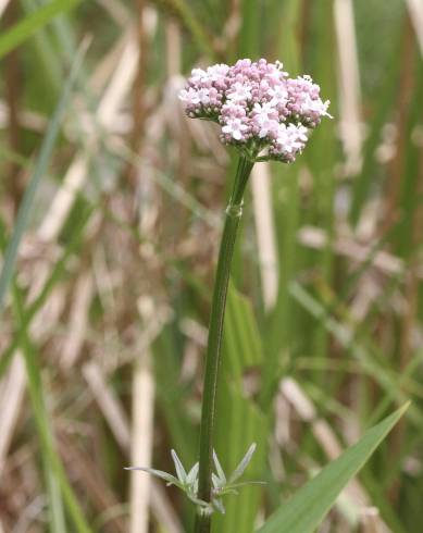 Fotografia de capa Valeriana dioica - do Jardim Botânico