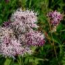 Fotografia 5 da espécie Valeriana dioica do Jardim Botânico UTAD