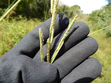 Fotografia da espécie Paspalum urvillei