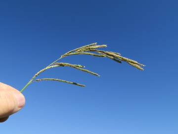 Fotografia da espécie Paspalum urvillei