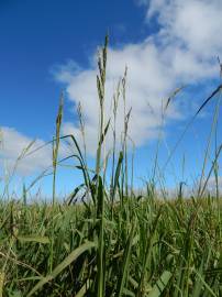 Fotografia da espécie Paspalum urvillei