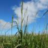 Fotografia 5 da espécie Paspalum urvillei do Jardim Botânico UTAD