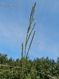 Fotografia da espécie Paspalum urvillei