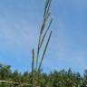 Fotografia 6 da espécie Paspalum urvillei do Jardim Botânico UTAD