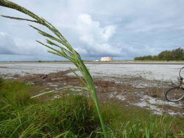 Fotografia da espécie Paspalum urvillei