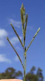 Fotografia da espécie Paspalum urvillei