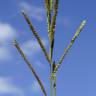 Fotografia 9 da espécie Paspalum urvillei do Jardim Botânico UTAD