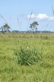 Fotografia da espécie Paspalum urvillei