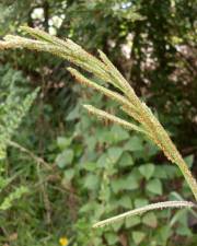 Fotografia da espécie Paspalum urvillei