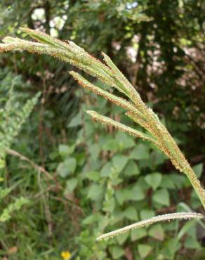 Fotografia 1 da espécie Paspalum urvillei no Jardim Botânico UTAD