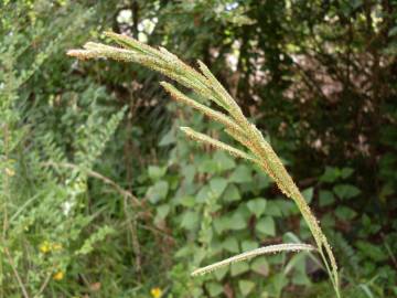 Fotografia da espécie Paspalum urvillei