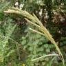 Fotografia 1 da espécie Paspalum urvillei do Jardim Botânico UTAD