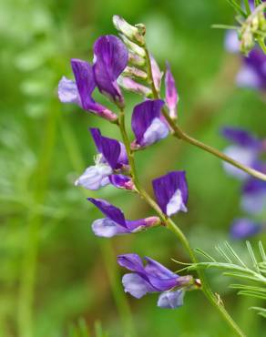 Fotografia 1 da espécie Vicia onobrychioides no Jardim Botânico UTAD