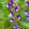 Fotografia 1 da espécie Vicia onobrychioides do Jardim Botânico UTAD