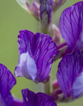 Fotografia 3 da espécie Vicia onobrychioides no Jardim Botânico UTAD