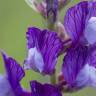 Fotografia 3 da espécie Vicia onobrychioides do Jardim Botânico UTAD