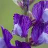 Fotografia 3 da espécie Vicia onobrychioides do Jardim Botânico UTAD