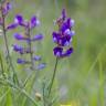 Fotografia 4 da espécie Vicia onobrychioides do Jardim Botânico UTAD