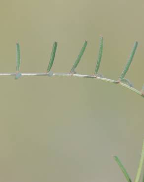 Fotografia 2 da espécie Vicia peregrina no Jardim Botânico UTAD