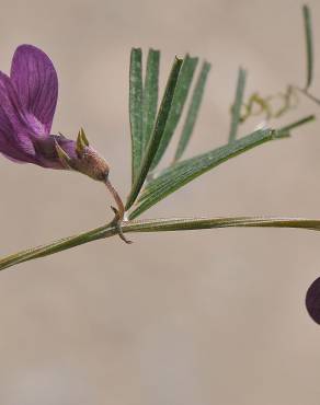 Fotografia 3 da espécie Vicia peregrina no Jardim Botânico UTAD