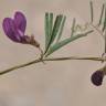 Fotografia 3 da espécie Vicia peregrina do Jardim Botânico UTAD