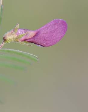 Fotografia 4 da espécie Vicia peregrina no Jardim Botânico UTAD