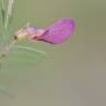 Fotografia 4 da espécie Vicia peregrina do Jardim Botânico UTAD