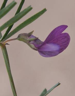 Fotografia 5 da espécie Vicia peregrina no Jardim Botânico UTAD