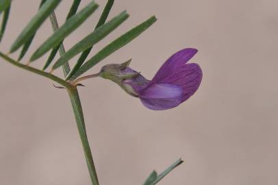 Fotografia da espécie Vicia peregrina