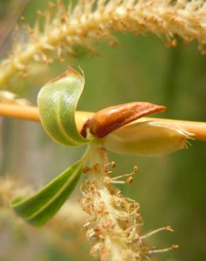 Fotografia 2 da espécie Salix fragilis no Jardim Botânico UTAD