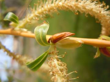 Fotografia da espécie Salix fragilis