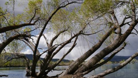 Fotografia da espécie Salix fragilis