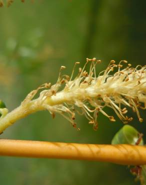 Fotografia 4 da espécie Salix fragilis no Jardim Botânico UTAD