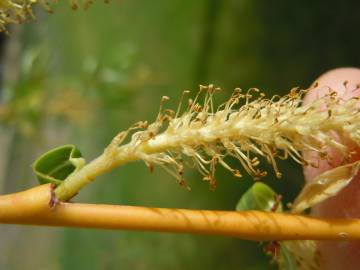 Fotografia da espécie Salix fragilis