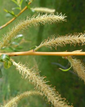 Fotografia 5 da espécie Salix fragilis no Jardim Botânico UTAD