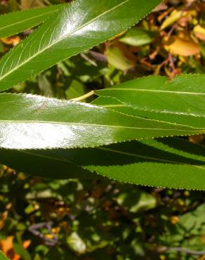 Fotografia 6 da espécie Salix fragilis no Jardim Botânico UTAD
