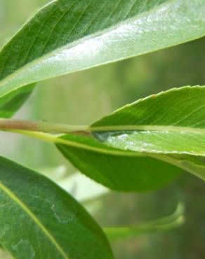 Fotografia 7 da espécie Salix fragilis no Jardim Botânico UTAD
